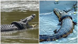 Buaya ini dikatakan bermaharajalela di sungai ini sejak tahun 1941. Bujang Senang Si Buaya Godzilla Asal Iban Yang Pernah Bikin Geger Boombastis
