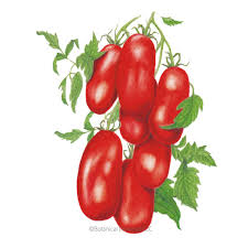 Image result for tomato San Marzano
