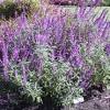 Landscaping mangroves native plants plant agencies. 1