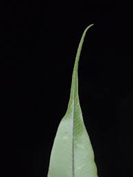 Image result for Oleandra distenta