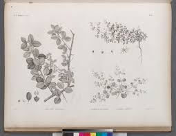 Image result for Balanites