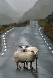 Pin By Sarah Mcconnell On Follow The Yellow Brick Road Animals Animals Beautiful Cute Animals