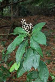 Image result for Palisota