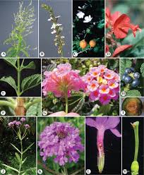 Image result for Convolvulaceae