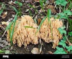 Image result for Ramaria stricta