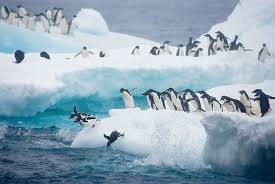 Antarctica Travel Abercrombie Kent Antarctica Penguins Arctic Cruise