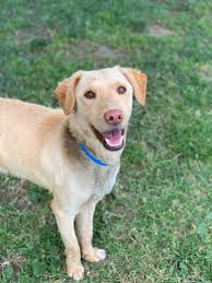 Urgent Adoption Needed for Malone and Socks at Riverside Shelter