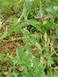 Image result for Leucas martinicensis