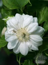 Clematis 'gravetye beauty' and clematis. Clematis Duchess Of Edinburgh From Burncoose Nurseries Large Flowered Summer Varieties