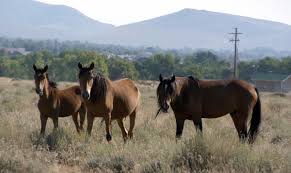 Bureau of land management, idaho state. America S Wild Horses Face Elimination In Govt S Path Forward Plan Horsetalk Co Nz