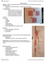 Because of its protected location, fractures of the scapula are uncommon. Kin 2320 Lecture Notes Spring 2018 Lecture 3 Perimysium Biceps Omohyoid Muscle