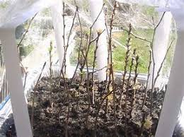 ‫نهال فندق-نهال کرج-خرید نهال کرج‬‎