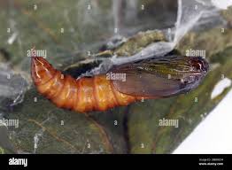 Image result for Archips rosanus