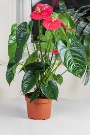 20 Humidity Loving Plants That Are Perfect For Your Bathroom Plants Calathea Plant Flamingo Flower