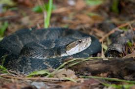 Venomous Snakes Of North Carolina Facts Pictures And More