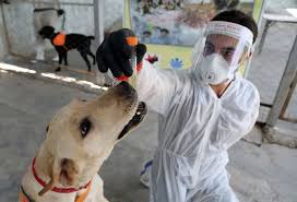 Most shops offer grooming, training, boarding, and veterinary services. Can Dogs Smell Covid Here S What The Science Says