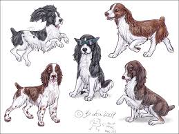 Black And White Springer Spaniel Clipart English Springer Spaniel By Bafa Deviantart Com On Deviantart Spaniel Art Springer Spaniel English Springer