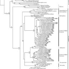 Image result for Empogona cacondensis