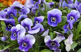 There are purple perennial flowers in shades ranging from pale lavender to the deepest purple. 11 Best Flowers To Grow In Late Spring