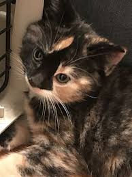 Cùng tìm hiểu các hình thức để ủng hộ cho hoạt động của hanoi pet adoption! Adopt A Pet Petsmart Charities