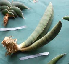Image result for Sansevieria hallii