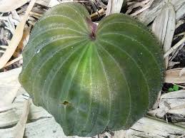 Image result for Nervilia sp.no.4