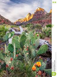 6 transakcji sprzedaży 6 transakcji sprzedaży. Bluhende Kakteen Zion National Park Utah Stockfoto Bild Von Juni Stein 76417766