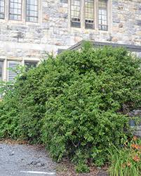 Image result for Berberis julianae