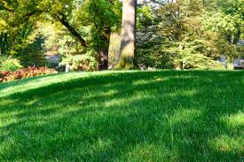 Check spelling or type a new query. Does Lawn Need To Be Seeded In Fall Here Are The Facts The Kansas City Star