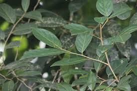 Image result for Achariaceae