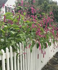 Kiss Me Over The Garden Gate Garden Gates Garden Cottage Garden
