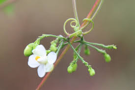 Image result for Cardiospermum