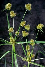 Image result for Cyperus pseudoleptocladus