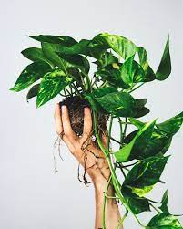 Repot into new potting soil when the old soil degrades. Devil S Ivy Easy Guide How To Grow And Care For Devil S Ivy