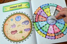 Maybe you would like to learn more about one of these? Animal Cell Foldable