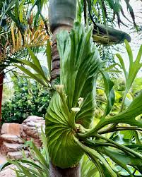 Image result for Artabotrys stolzii