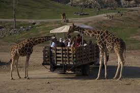 San Diego Zoo Safari Park Escondido Ca Http Sdzsafaripark18 Reachlocal Net San Diego Zoo Safari Park Wild Animal Park Safari Park