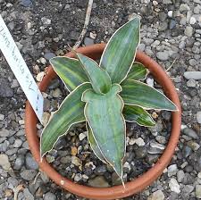 Image result for Heinsia zanzibarica