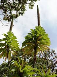 Image result for Lobelia giberroa