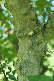 Image result for Zanthoxylum lindense
