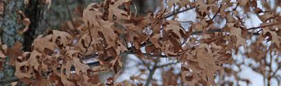 Just be sure to leave the clippings on the turf instead of catching them. Oak Leaves As Mulch In The Garden Melinda Myers