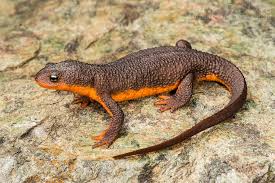 Image result for california newts
