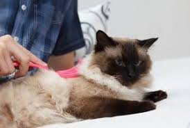 No cat, including siamese, are hypoallergenic. Are Siamese Cats Good Or Bad For Allergies Faqcats Com