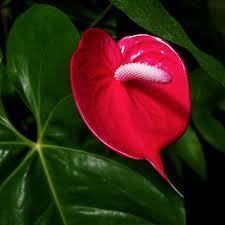 Tropical Rainforest Red Blossom Rainforest Plants Vegetable Planting Guide Rainforest Flowers