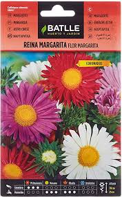 Fiori tipo margherita con 7 petali tondeggianti. Semi Di Fiori Regina Margherita Fiore Margherita Batlle Amazon It Giardino E Giardinaggio