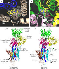 It's easy to get started. The Molecular Basis For Cyclopiazonic Acid Inhibition Of The Sarcoplasmic Reticulum Calcium Pump Journal Of Biological Chemistry