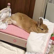 Caitlyn On Instagram I Feel Like Dying Cute Baby Animals Cute Baby Bunnies Cute Bunny