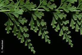 Image result for Odontosoria