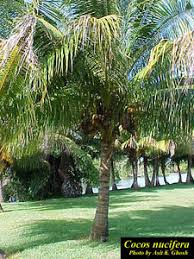 Image result for Cocos nucifera