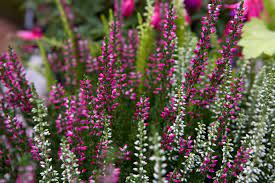 22 beautiful winter flowers that survive and bloom in the cold. Best Winter Flowering Plants Bbc Gardeners World Magazine